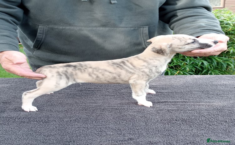Whippet dogs - Advert 13