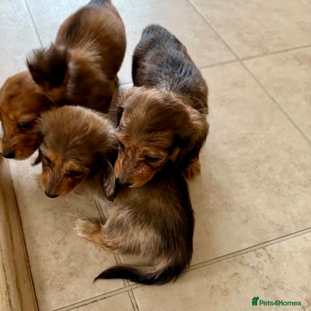Miniature Dachshund dogs for sale: UPDATED PHOTOS - Long Haired Miniature Dachshunds  - Image 18