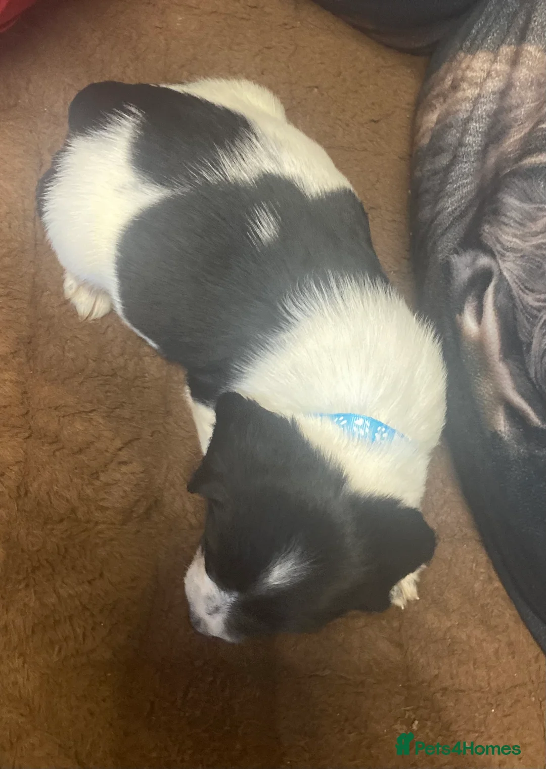 Sprocker dogs for sale: Superb litter of Sprocker Spaniels - Advert 12