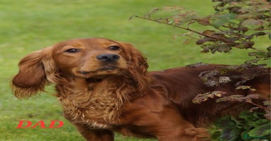 Cocker Spaniel dogs - Advert 4