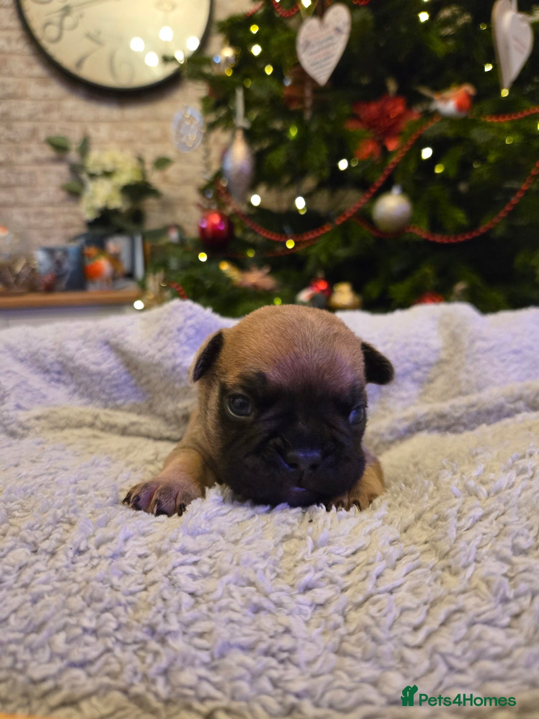 French Bulldog dogs for sale: French bulldog puppies.  - Advert 7