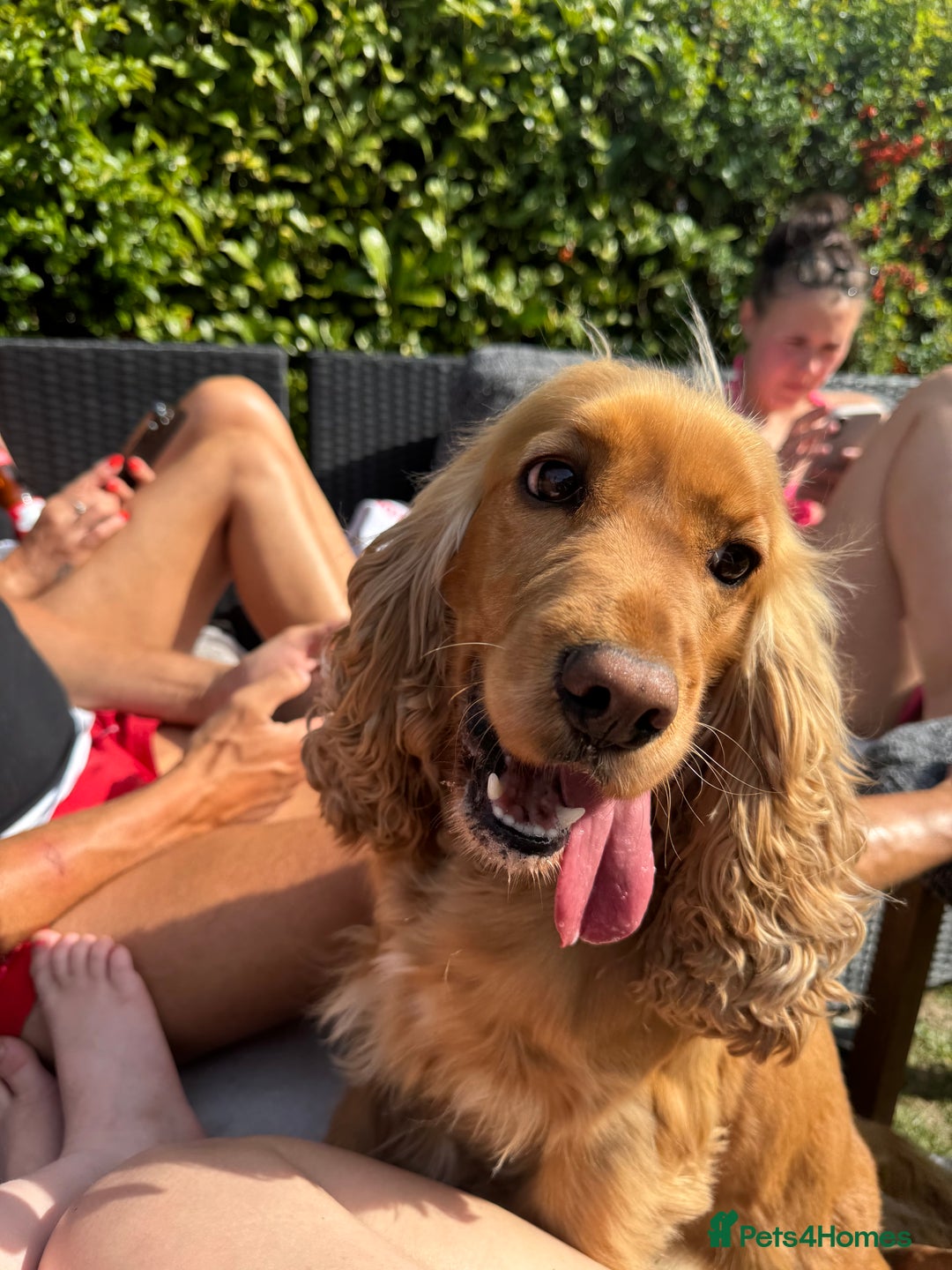 Cocker Spaniel dogs for sale: Meet Daisy – looking for her forever home❤️ - Advert 19