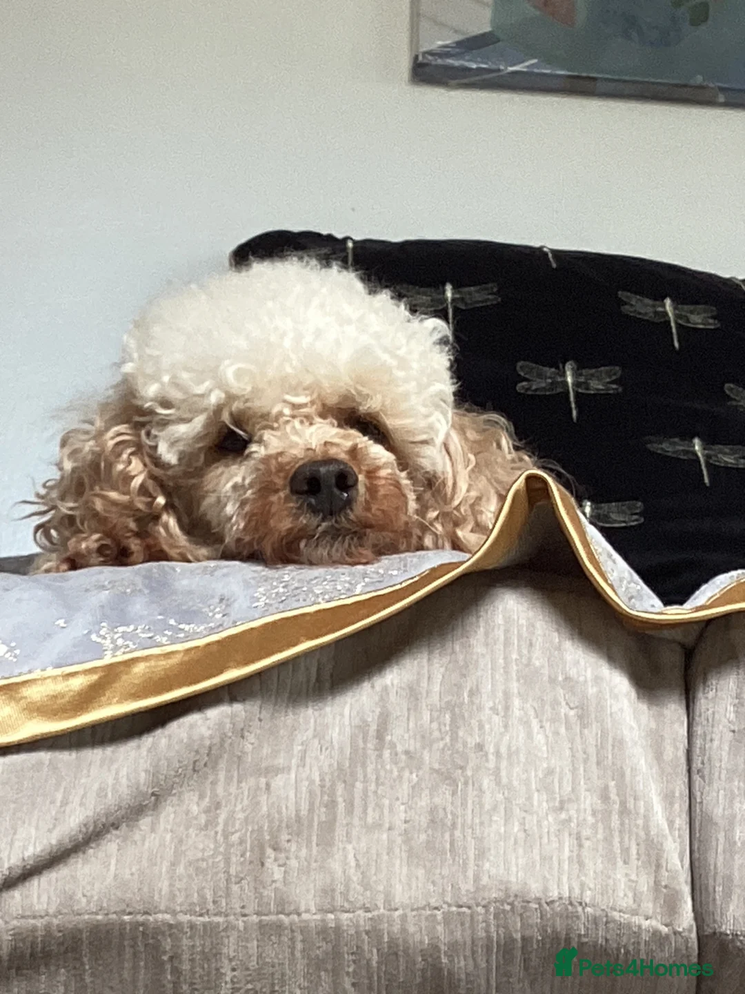 Toy Poodle dogs for stud: Apricot toy poodle - Advert 2