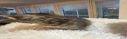 Mixed Breed cats for sale: Beautiful kittens looking for forever homes - Advert 31