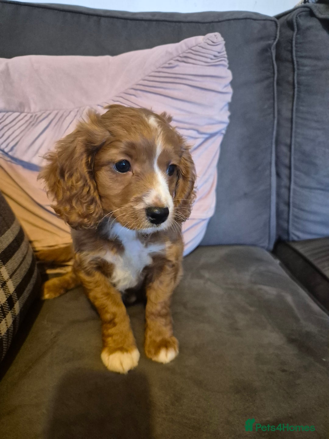 Cockapoo dogs for sale: F1B Cockapoo girl looking for her forever home. - Image 3