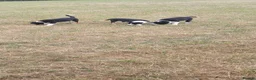 Border Collie dogs for sale: 4 border collie puppies for sale - Advert 5