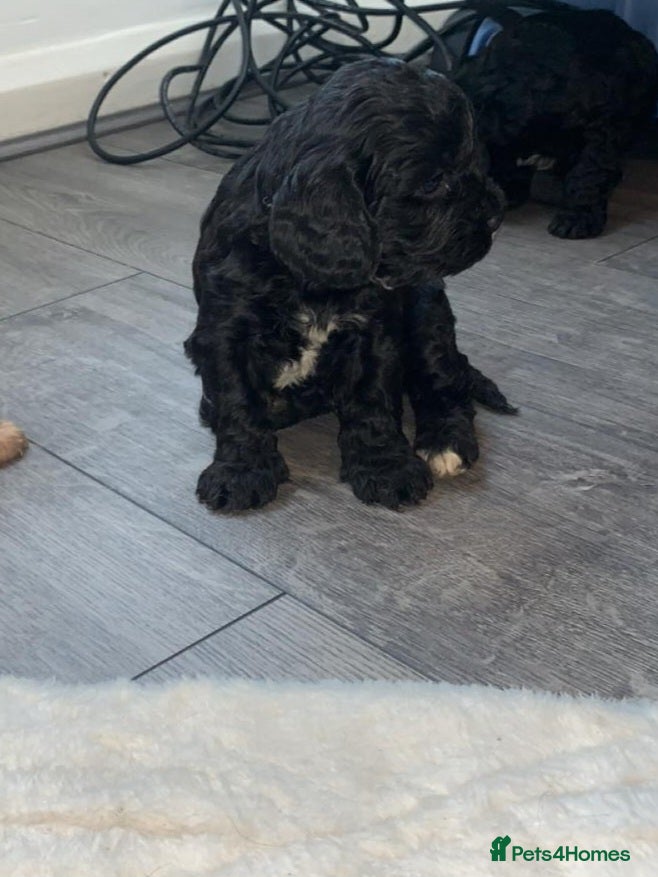 Cavapoo dogs F1 Cavapoo puppies  - Advert 1