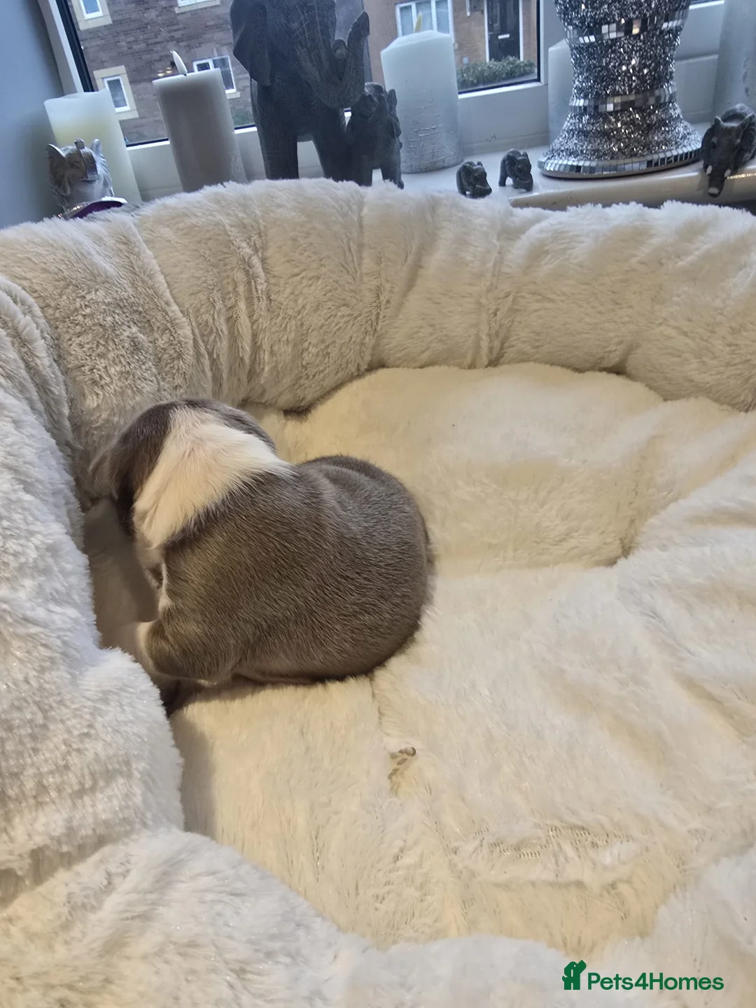 Boston Terrier dogs for sale: BEAUTIFUL BOSTON TERRIER PUPS  - Advert 13