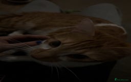 British Shorthair cats for sale: INDOOR Cuddly Ginger short haired male cat - Image 3