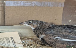 Quail poultry for sale: Healthy Coturnix Quails for sale, mix of colours - Advert 3