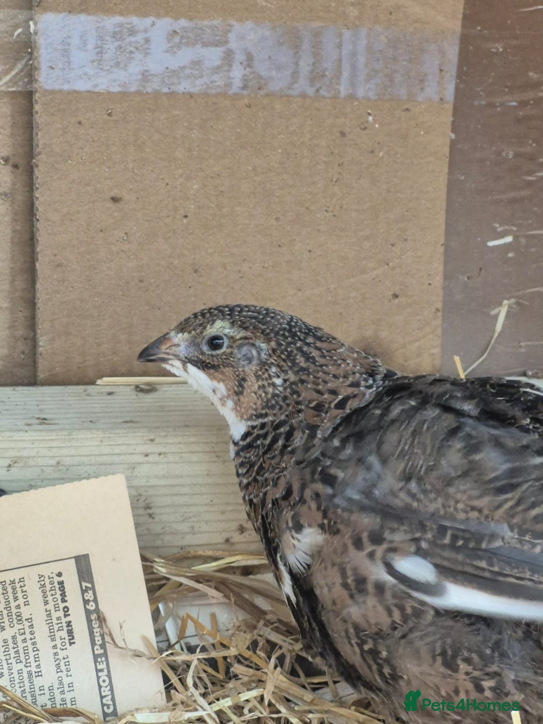 Quail poultry for sale: Healthy Coturnix Quails for sale, mix of colours - Advert 3
