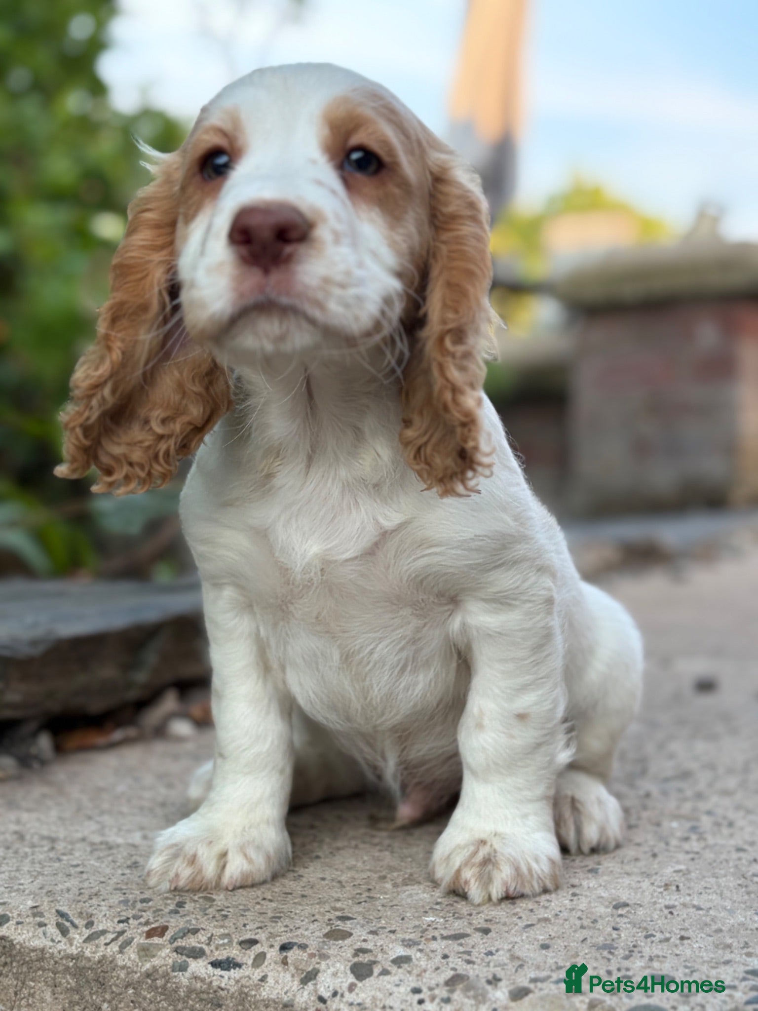 Cocker Spaniel dogs  Ready now! Beautiful Cocker Spaniel Pups  - Advert 1