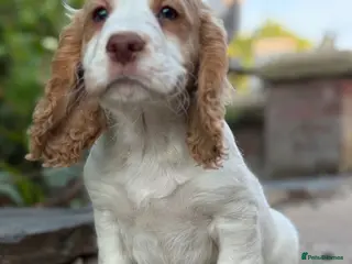 Cocker Spaniel dogs Ready now! Beautiful Cocker Spaniel Pups - Advert 1