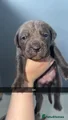Cane Corso Puppy 5