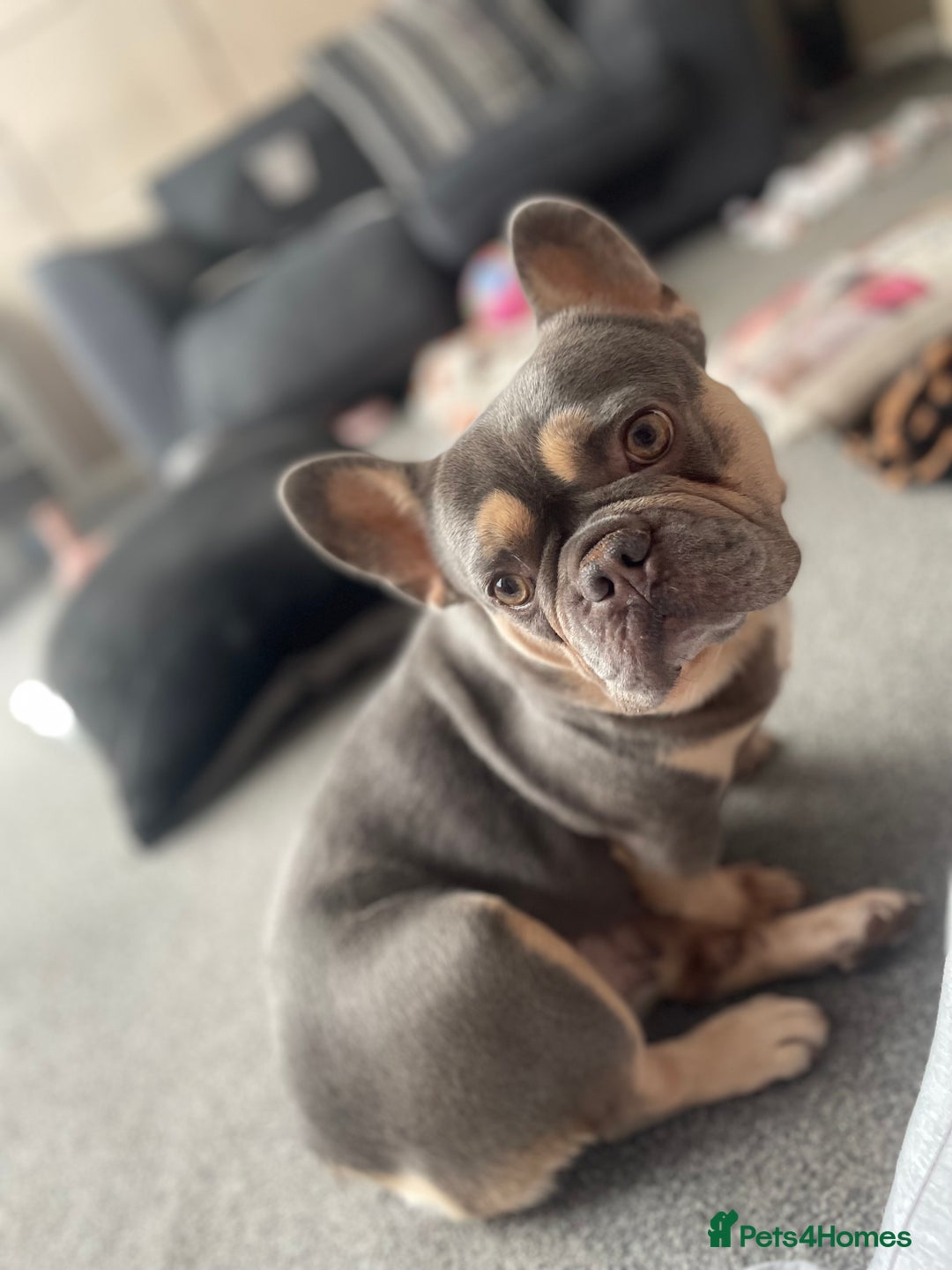 French Bulldog dogs for sale: 3 year old French bulldog  - Image 4
