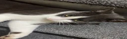 Mixed Breed cats for sale: Ragdoll and British short hair mix  - Advert 1