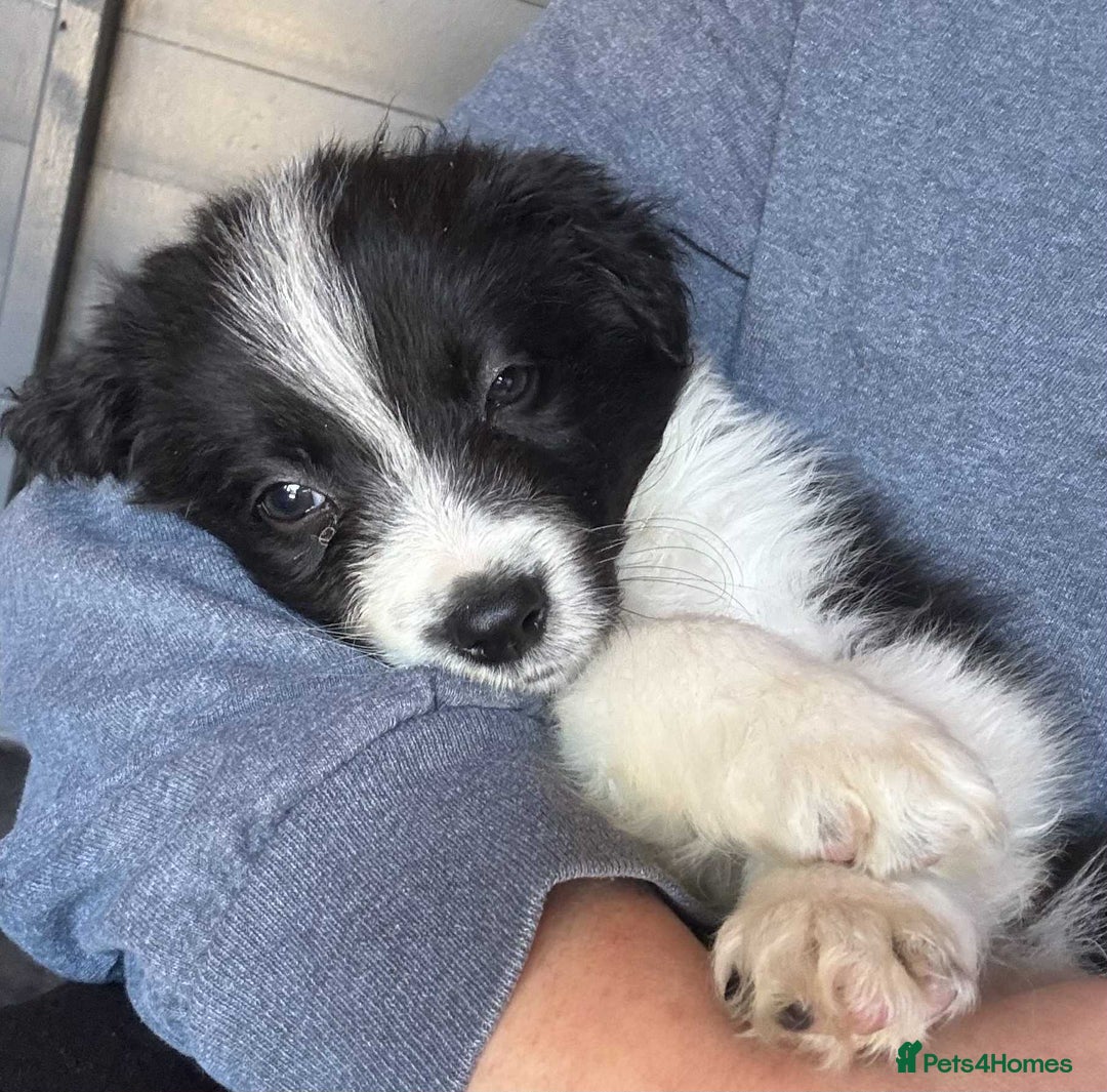 Border Collie dogs for sale: Stunning Border Collie Puppies- merle, b&w - Image 8