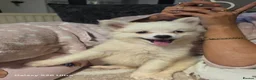 Pomeranian dogs for sale: For sale - Advert 3