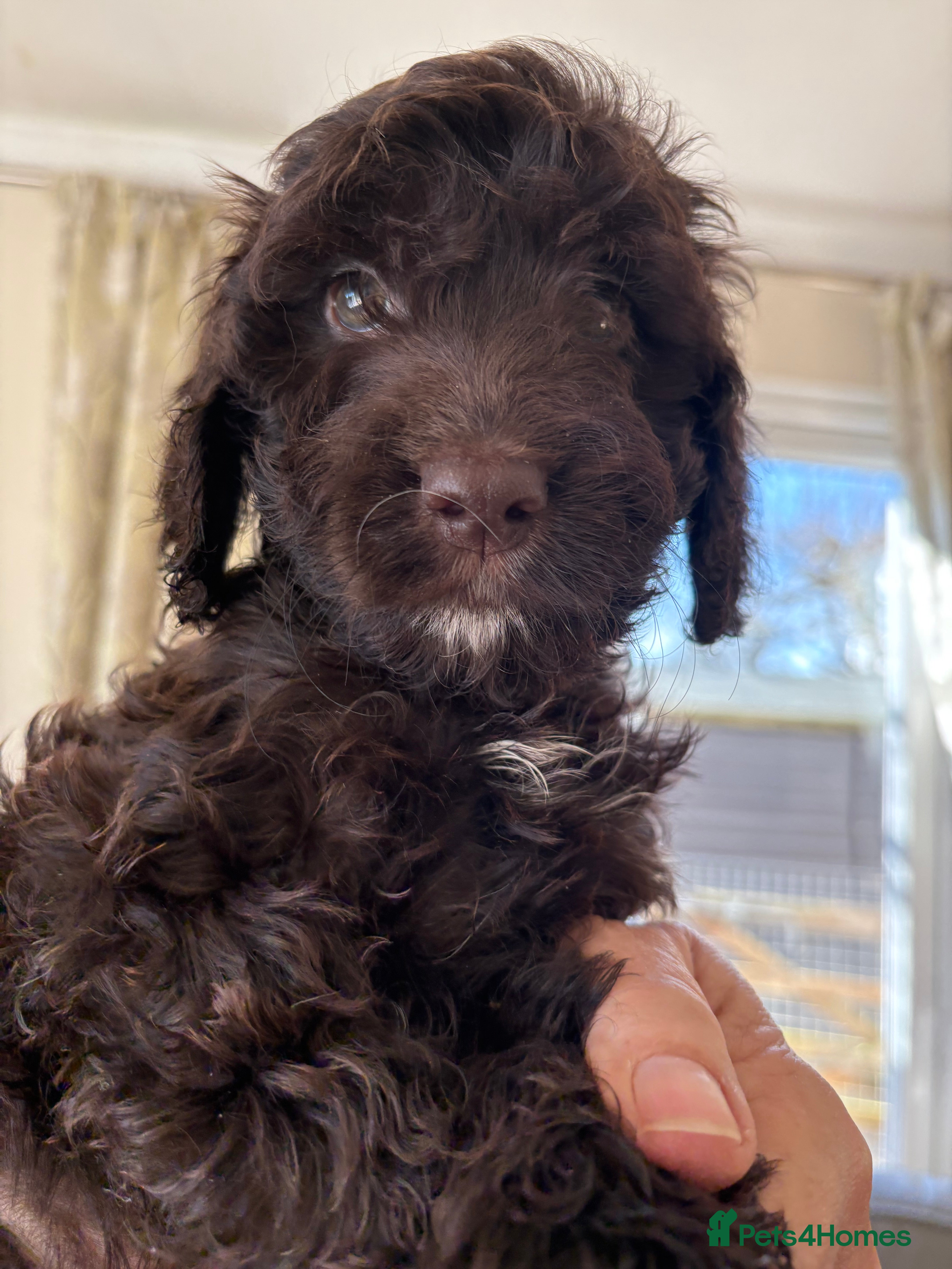 Cockapoo dogs Most Beautiful litter F1 Cockapoo puppies  - Advert 14