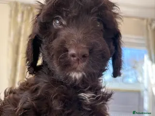 Cockapoo dogs Most Beautiful litter F1 Cockapoo puppies - Advert 14