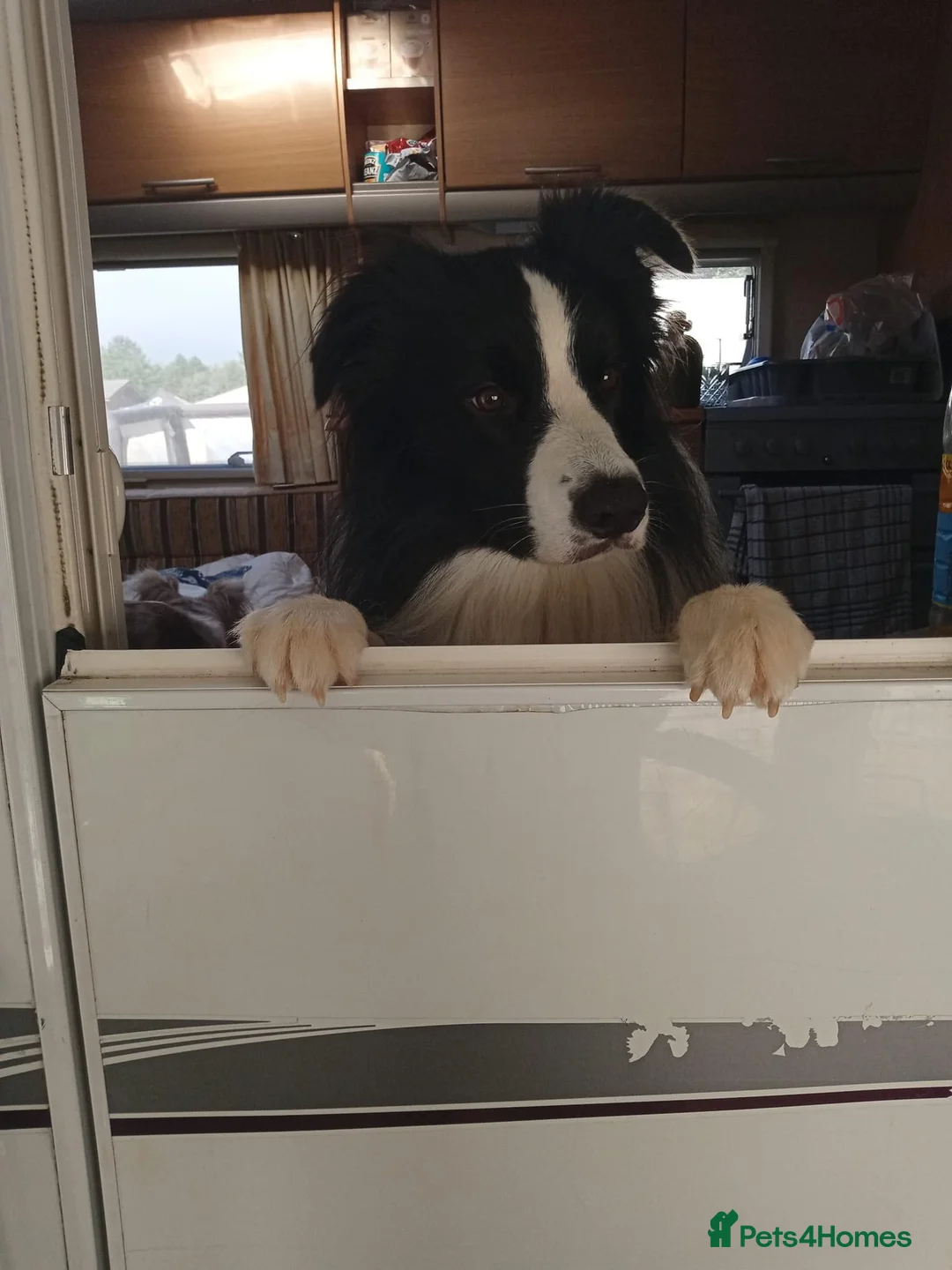 Border Collie dogs for stud: For stud. KC reg and proven.  in Brierley Hill - Advert 17