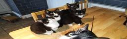 Mixed Breed cats for sale: 4 tuxedo black/white cuties looking for a home - Advert 14
