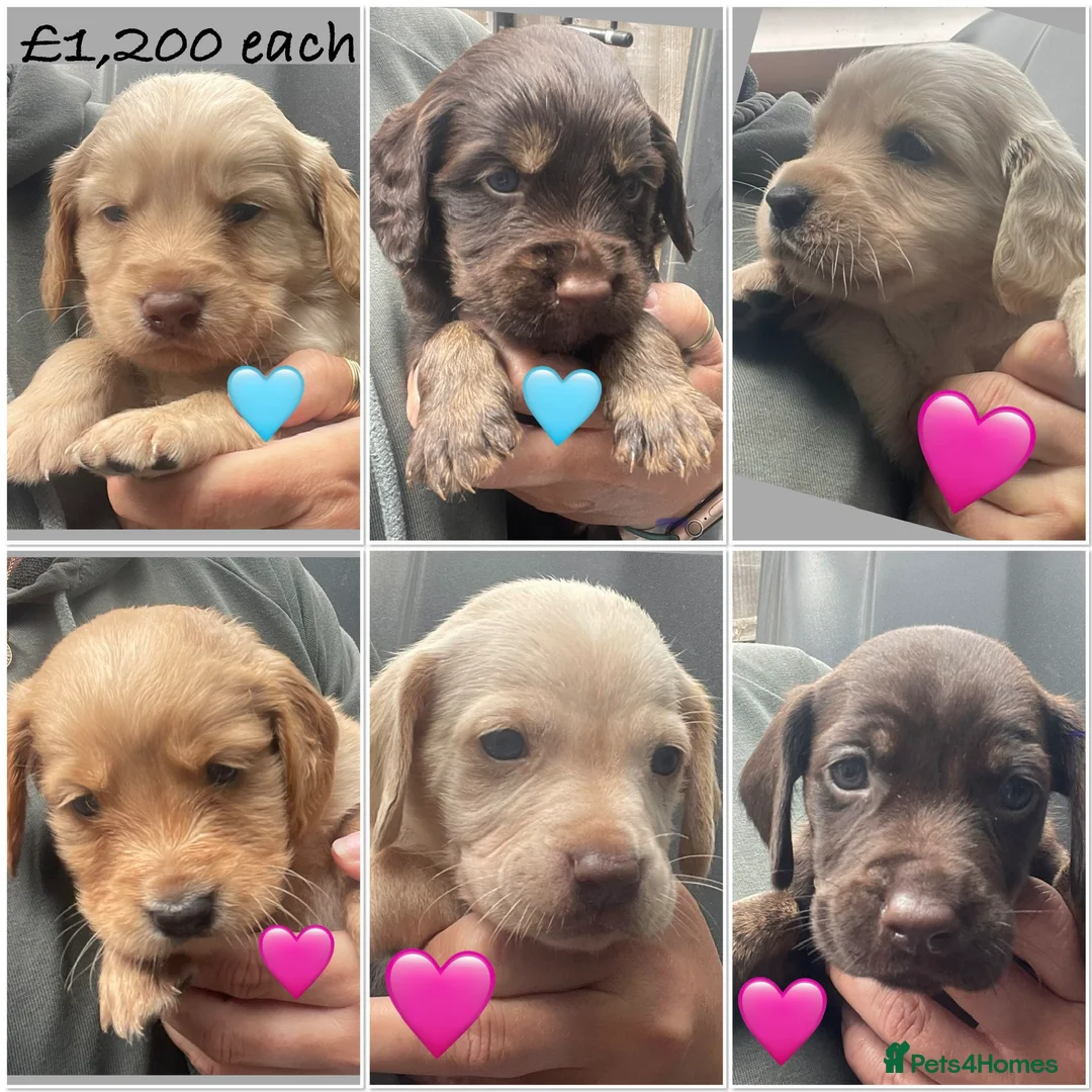 Mixed Breed dogs for sale: Beautiful Cocker GoldMaraner puppies  - Advert 1