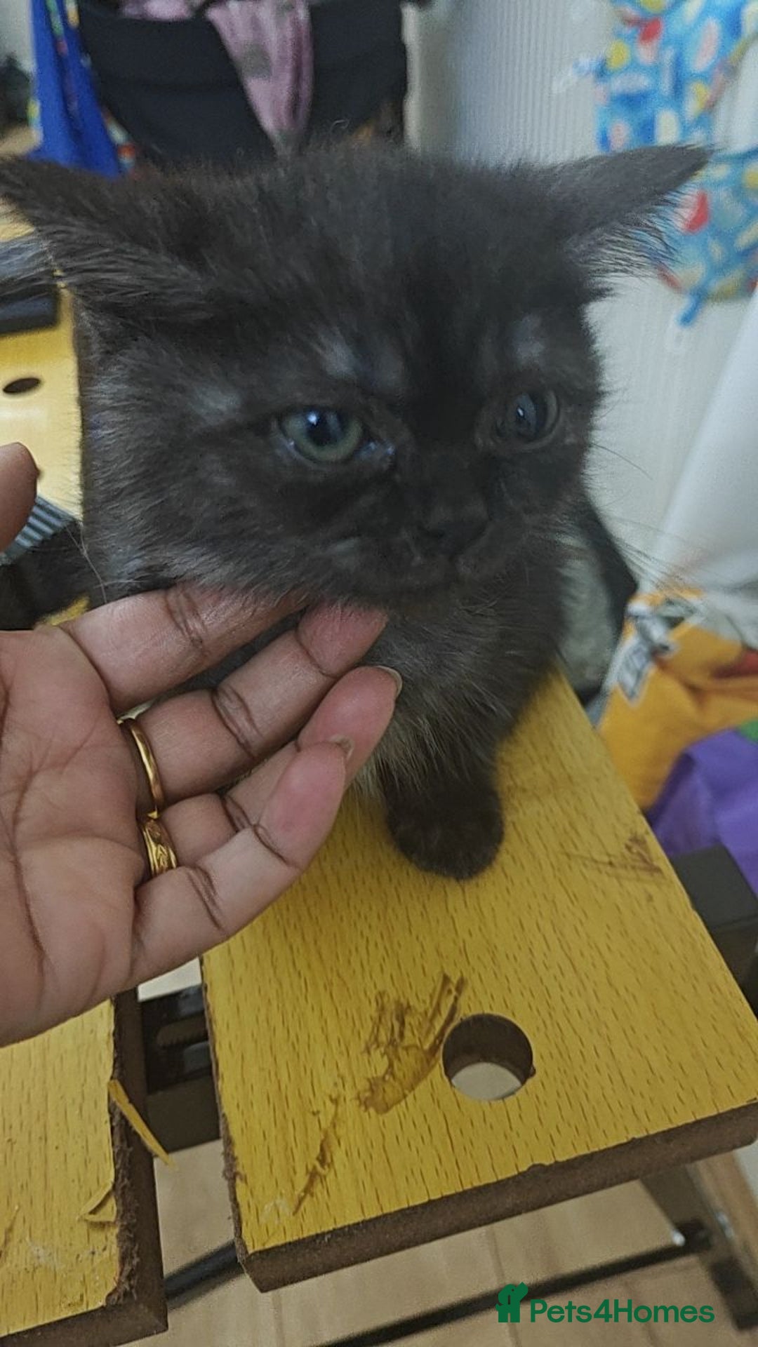 Mixed Breed cats for sale: Kittens and cat  - Advert 1