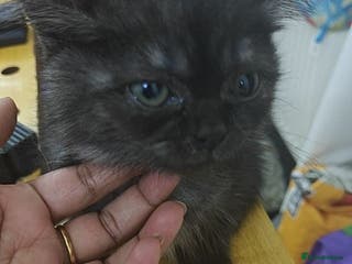 Mixed Breed cats Kittens and cat - Advert 1