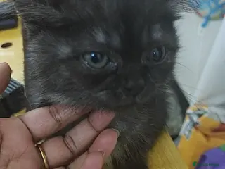 Mixed Breed cats Kittens and cat - Advert 5