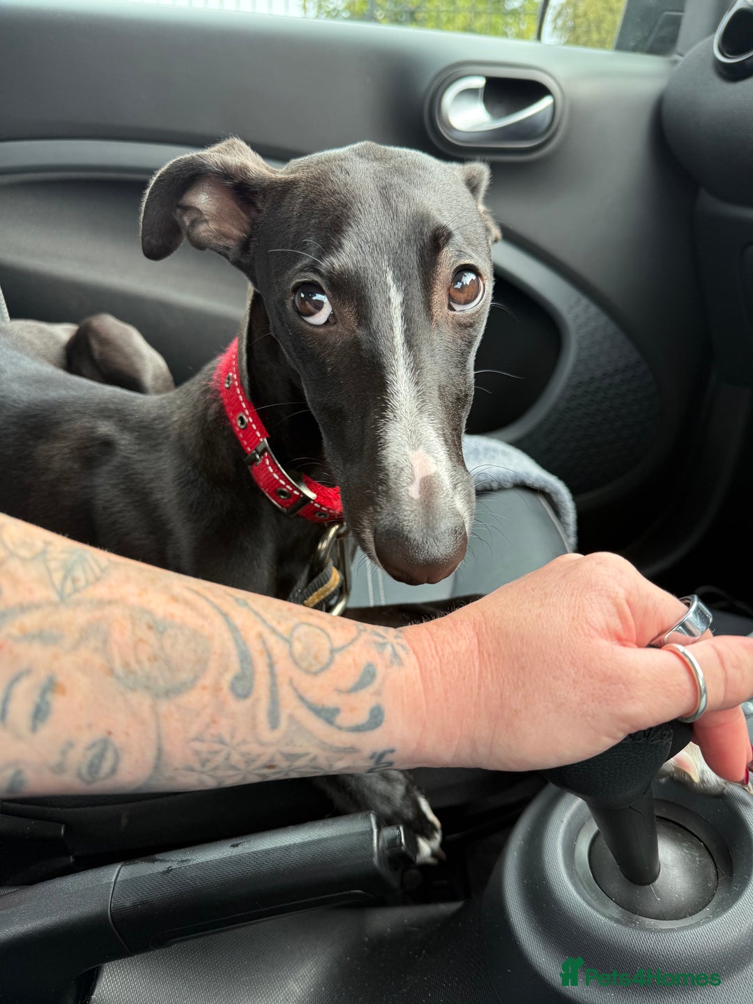 Whippet dogs for sale: 6 months old whippet - Image 2