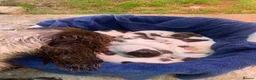 Sprocker dogs for sale: F1B litter of 8 cocker spaniels  - Advert 2