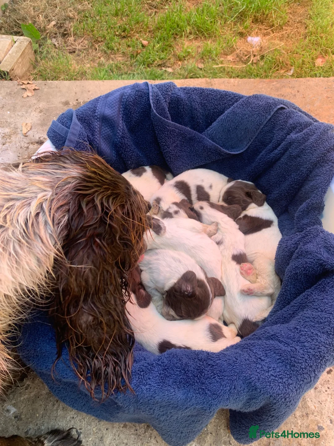 Sprocker dogs for sale: F1B litter of 8 cocker spaniels  - Advert 2