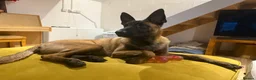 Belgian Shepherd Dog dogs for sale: ODIN - Belgian Malinois  - Advert 9