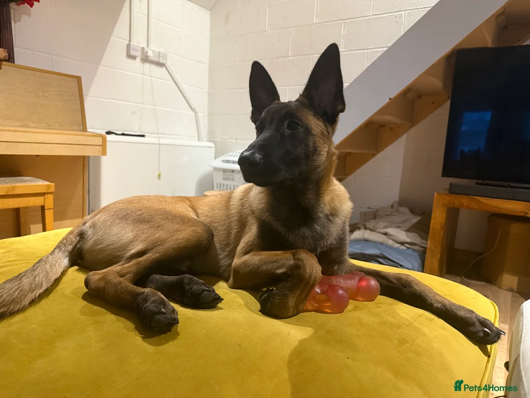 Belgian Shepherd Dog dogs for sale: ODIN - Belgian Malinois  - Advert 9