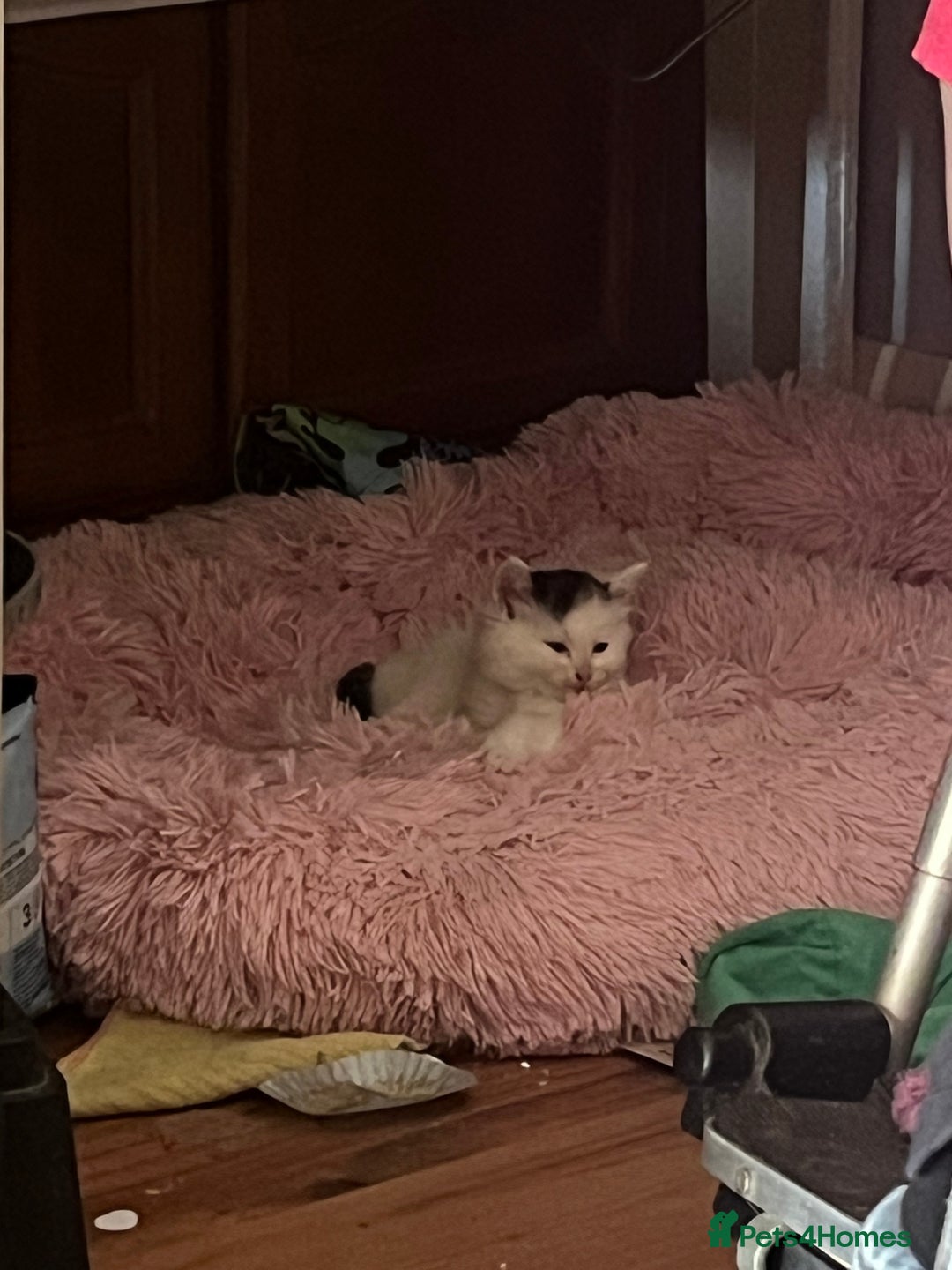 British Shorthair cats for sale: Ready for a loving home now  - Image 32