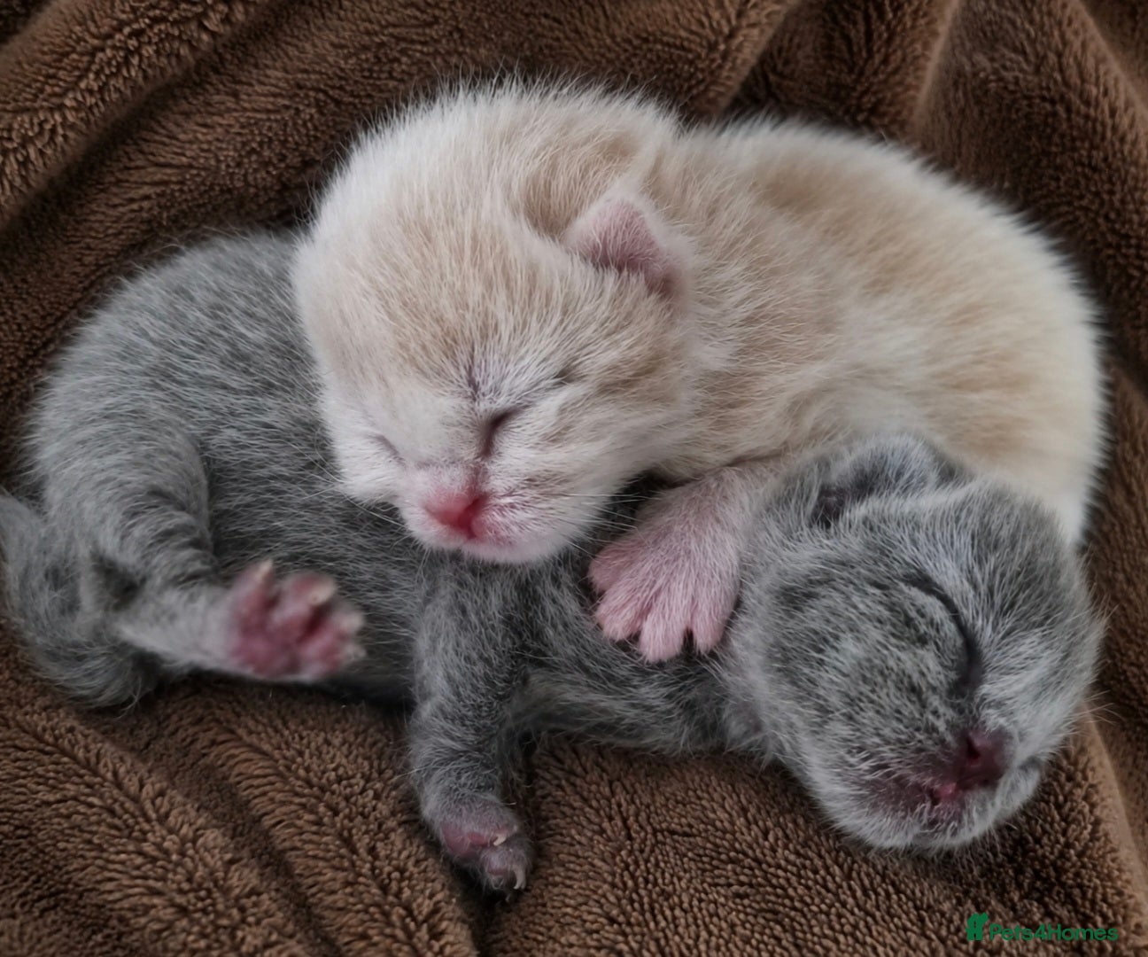 British Shorthair cats Champion British Shorthair babies  - Advert 2