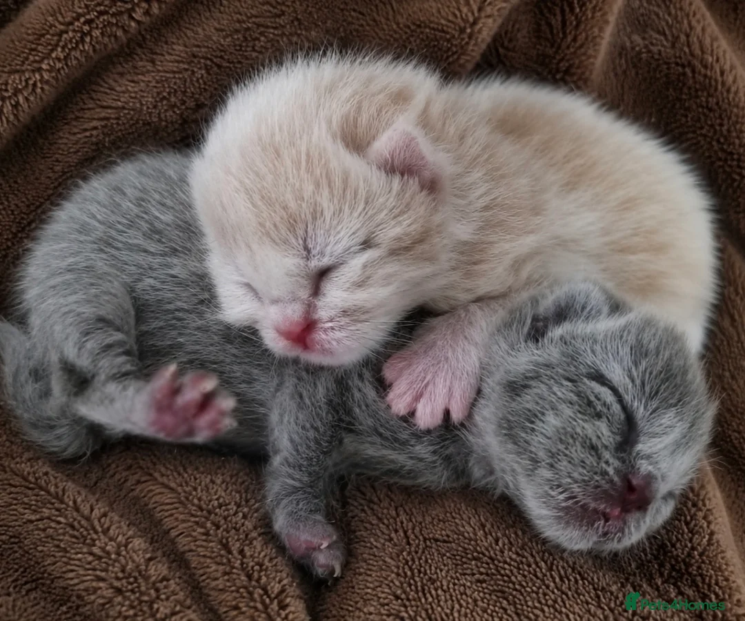 British Shorthair cats for sale: Champion British Shorthair babies  - Advert 1