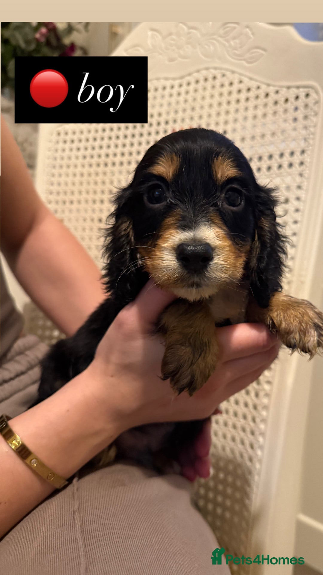 Cocker Spaniel dogs for sale: Pedigree Cocker spaniel puppies for sale  - Image 1