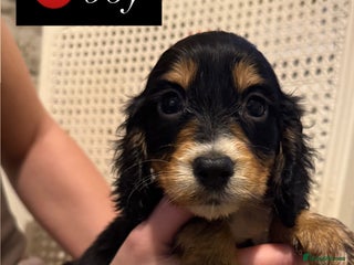 Cocker Spaniel dogs - Advert 2