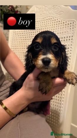 Cocker Spaniel dogs - Advert 3