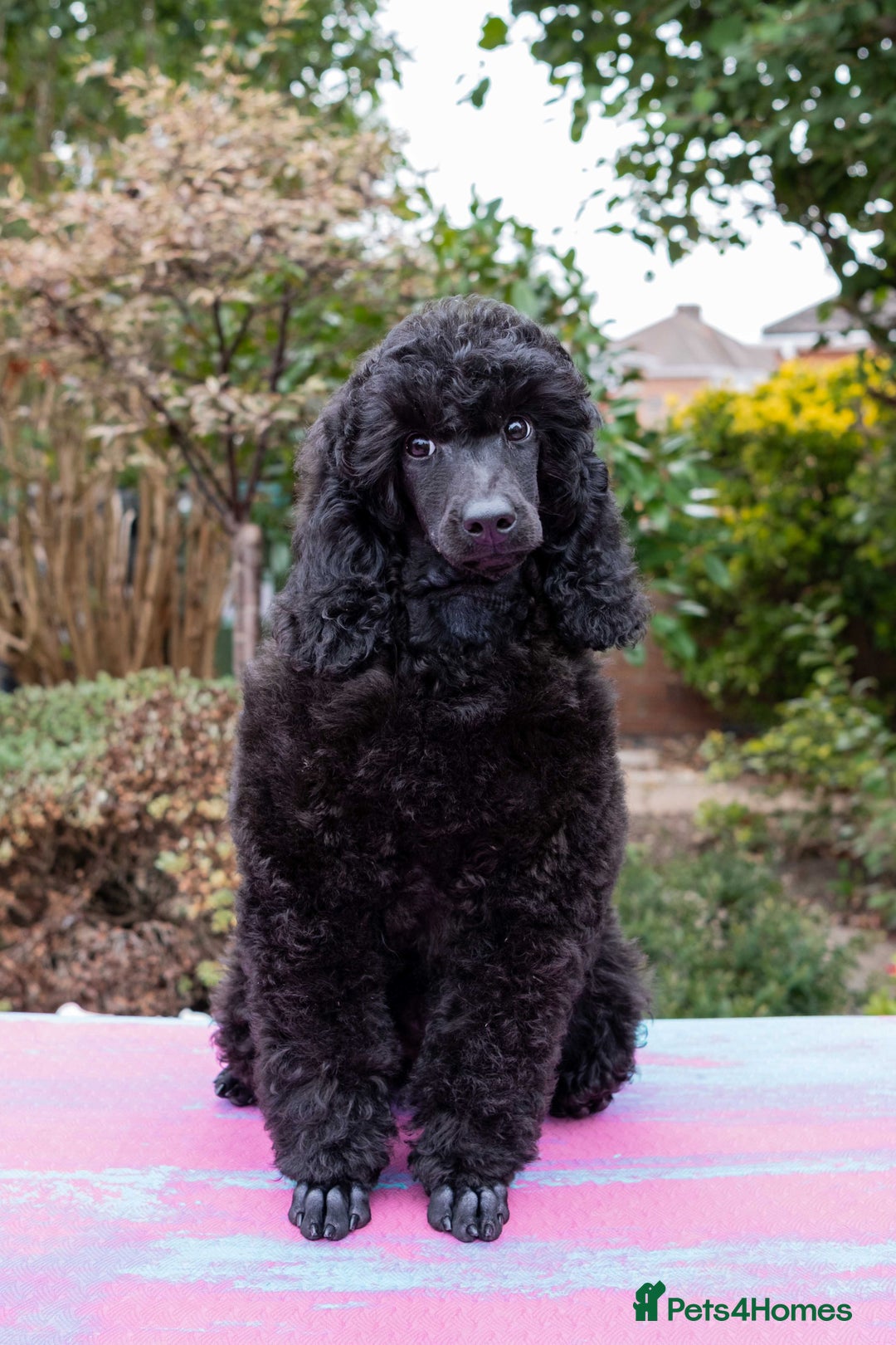 Miniature Poodle dogs for sale: Signature Miniature Poodle Puppies - Advert 6