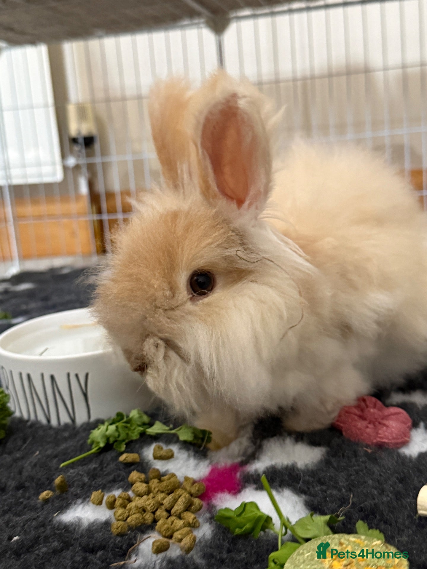 Angora rabbits Full Angora Rabbit - Advert 1