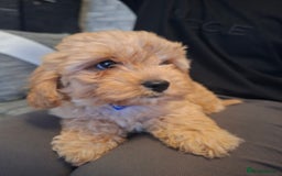 Cavapoo dogs for sale: Beautiful f1b Cavapoo puppies  - Image 6