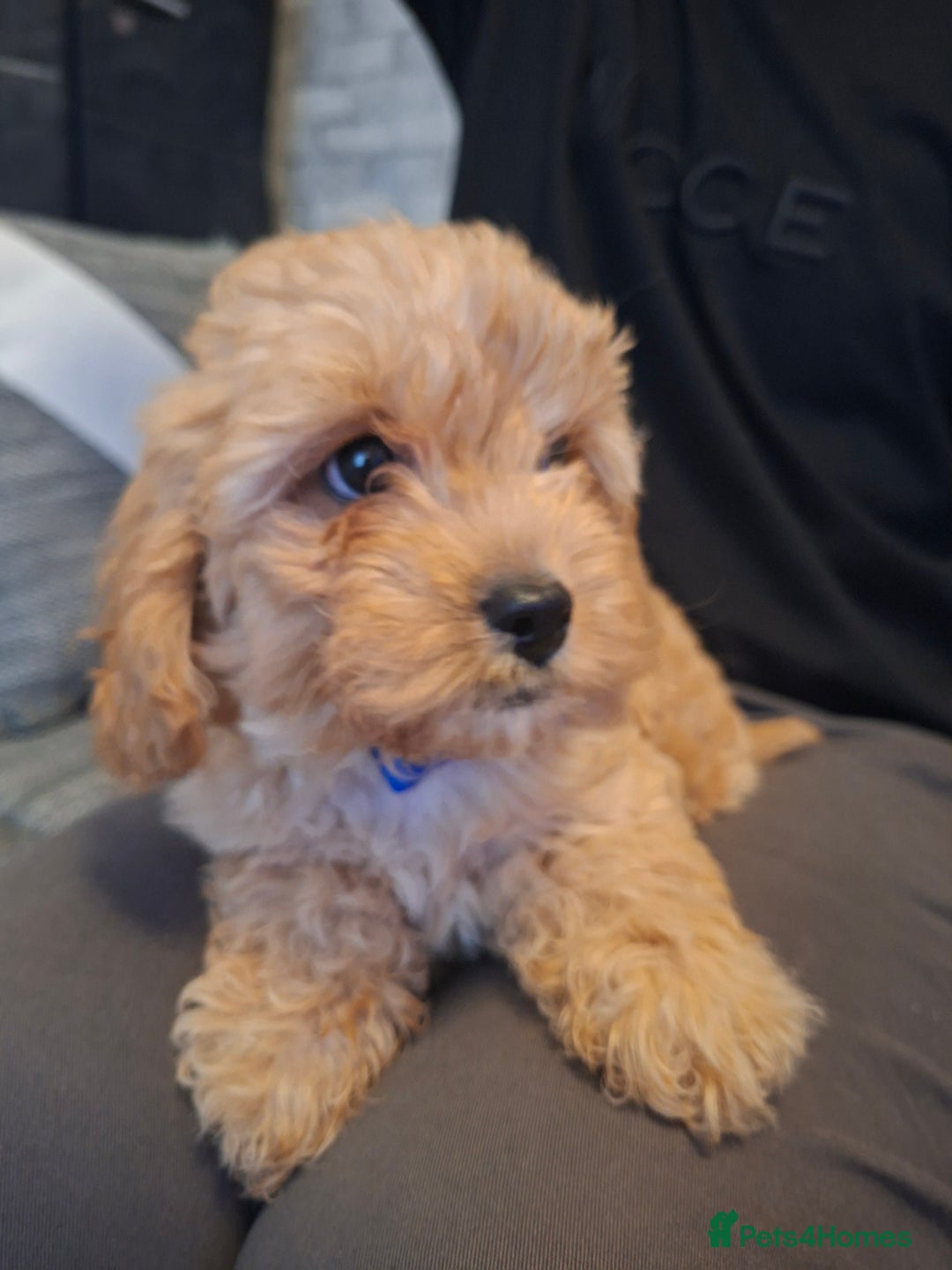 Cavapoo dogs for sale: Beautiful f1b Cavapoo puppies  - Image 6