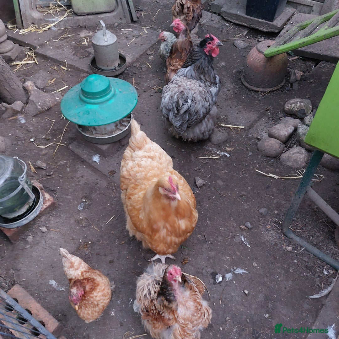 Hens poultry for sale: 4 MIXED PUREBRED HENS - Image 2