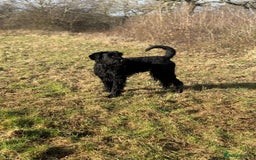 Giant Schnauzer dogs for stud: Giant Schnauzer for stud - Image 16