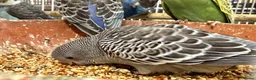 Budgerigars birds for sale: Budgies split bf - Advert 5