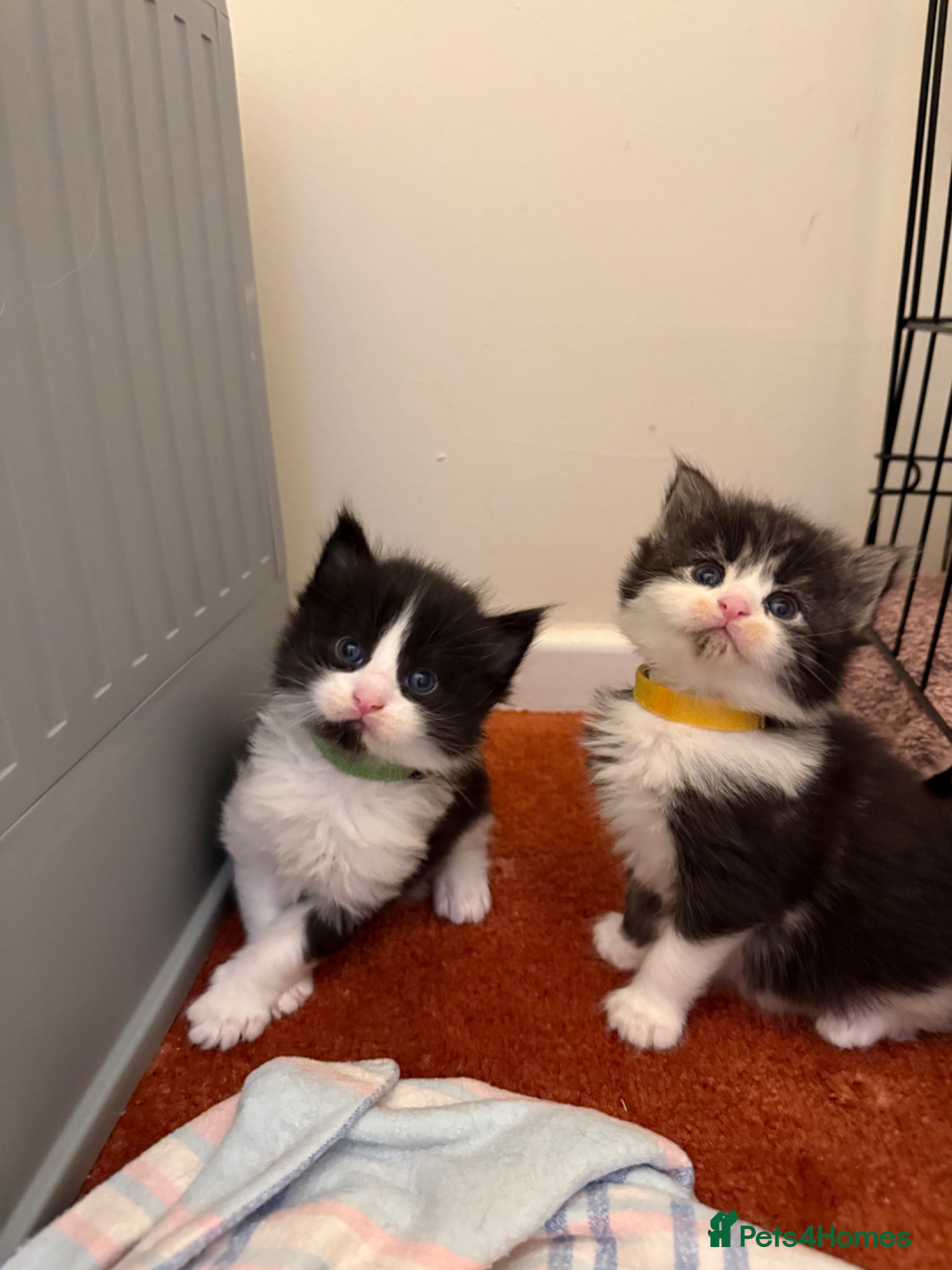 Maine Coon cats 4 MaineCoon Kittens Left | Ready to Reserve 🖤 - Advert 16