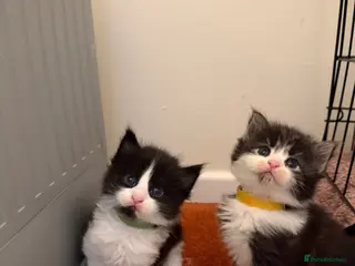 Maine Coon cats 4 MaineCoon Kittens Left | Ready to Reserve 🖤 - Advert 16